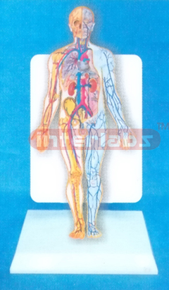 DESK TYPE 35CM TALL HUMAN BLOOD CIRCULATION SYSTEM WITH DESCRIPTION PLATE